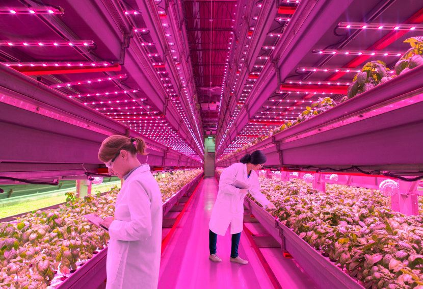 osram-dam-2051177_osram-dam-2040518__2035968__2035953__composing_Originalgroesse_Horticulture_bearbeitet