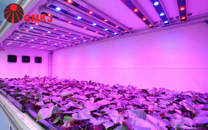 plant grow